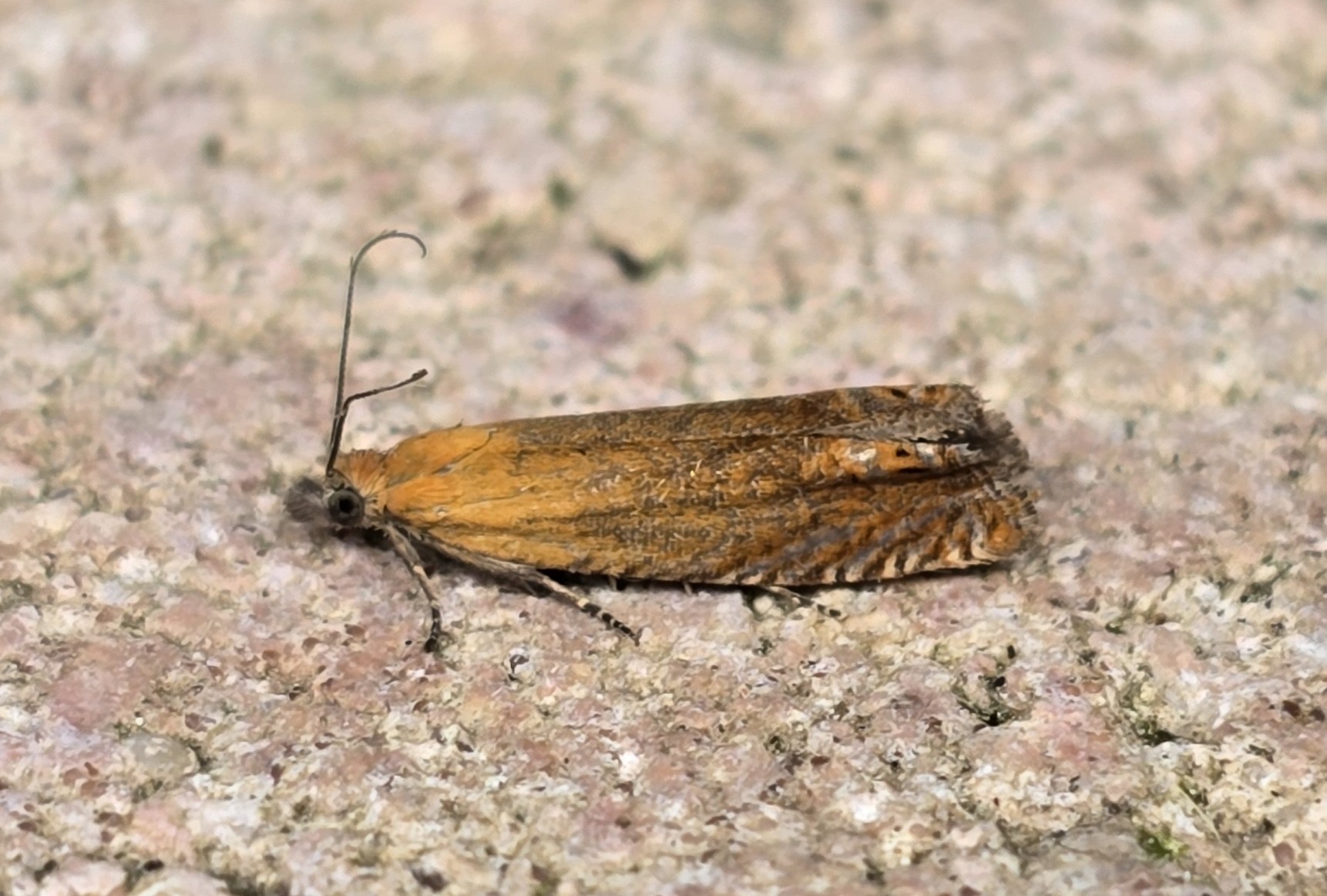 Photo of Red Piercer (Lathronympha strigana)